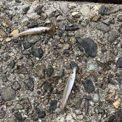 キス釣り開幕！サイズが極端に小さいけどボチボチ釣れます！！