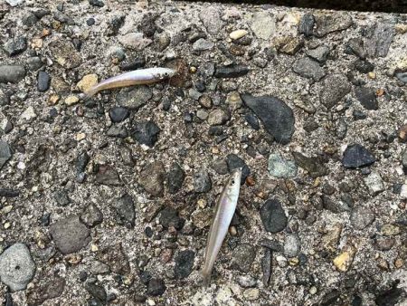 キス釣り開幕！サイズが極端に小さいけどボチボチ釣れます！！