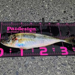 鳥取港で近海アジ釣り｜デカアジがバタバタ釣れる！