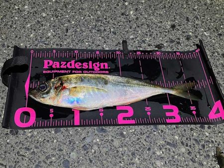 鳥取港で近海アジ釣り｜デカアジがバタバタ釣…