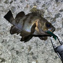 姫路でメバリング｜ワウムシャッド40モニター釣行