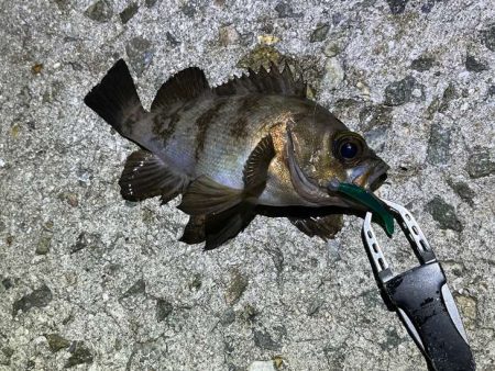 姫路でメバリング｜ワウムシャッド40モニター釣行