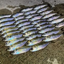 少しサイズアップした豆アジが相変わらずの爆釣！