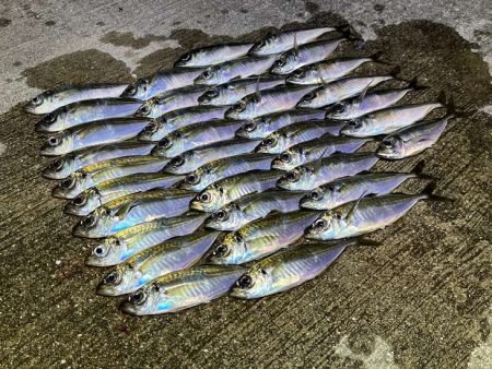 少しサイズアップした豆アジが相変わらずの爆…