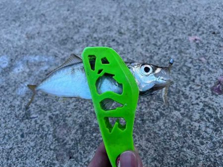 新規ポイントで軽量ジグ単アジング