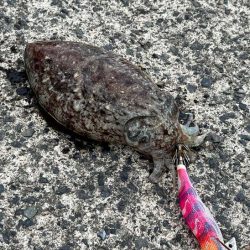 春アオリイカの朝マヅメチャレンジ撃沈!嬉しい外道コウイカ!!