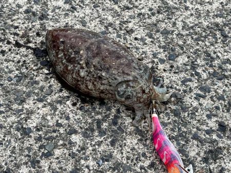 春アオリイカの朝マヅメチャレンジ撃沈！嬉し…