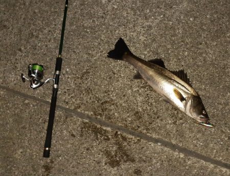 甲子園浜　シーバス