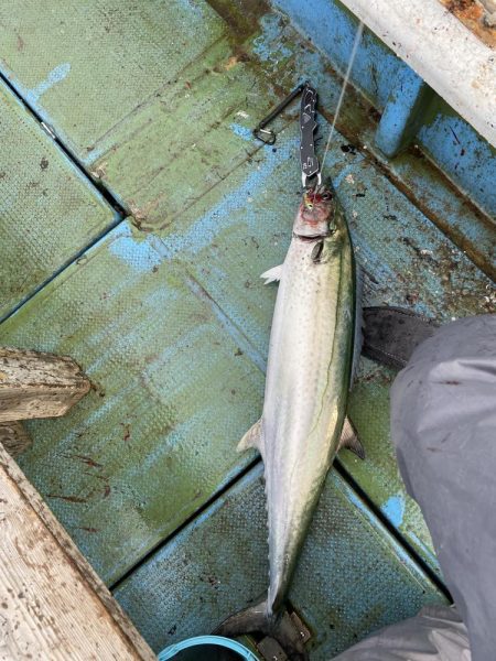 サワラキャスティング神戸