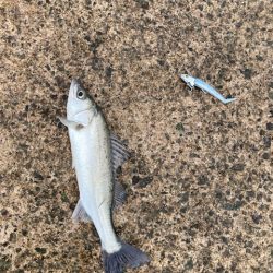 ショアジギング