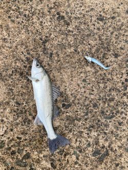 ショアジギング