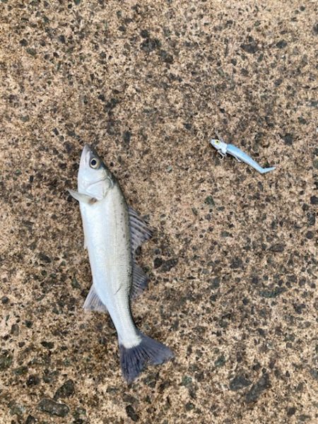 ショアジギング