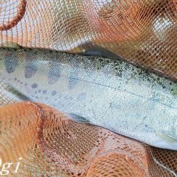 ブドウムシで良型連発!