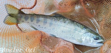 ブドウムシで良型連発!