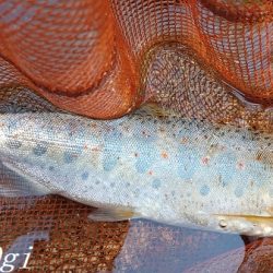 数は少ない、釣れたら良型
