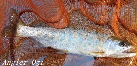 数は少ない、釣れたら良型