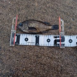 フロートメバリング