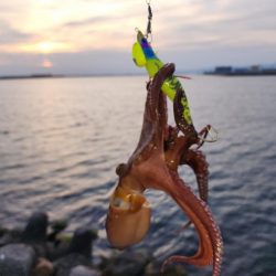 オクトパッシング🐙