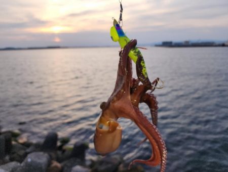 オクトパッシング🐙