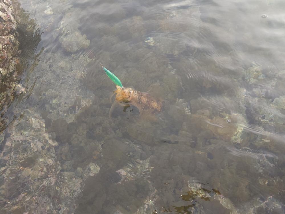 爆風エギングIN対馬