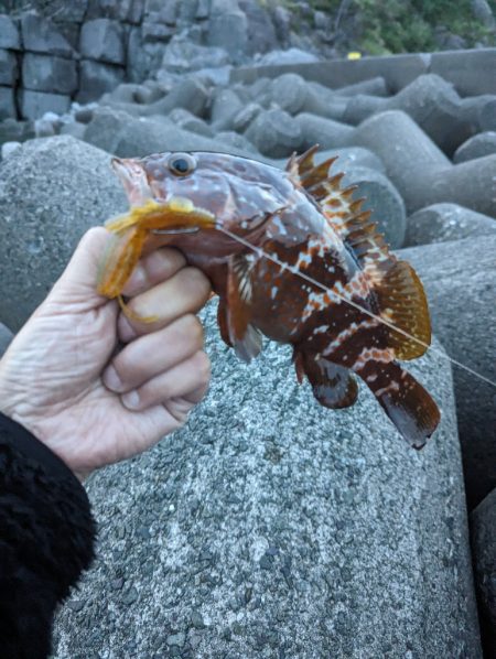 陸っぱり釣行記