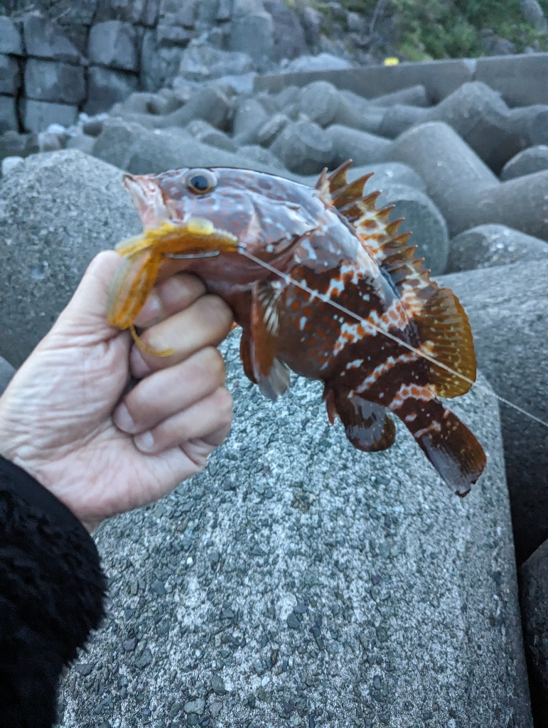陸っぱり釣行記