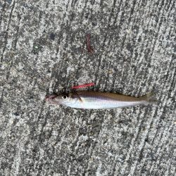 爆風でも釣りに