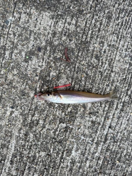 爆風でも釣りに