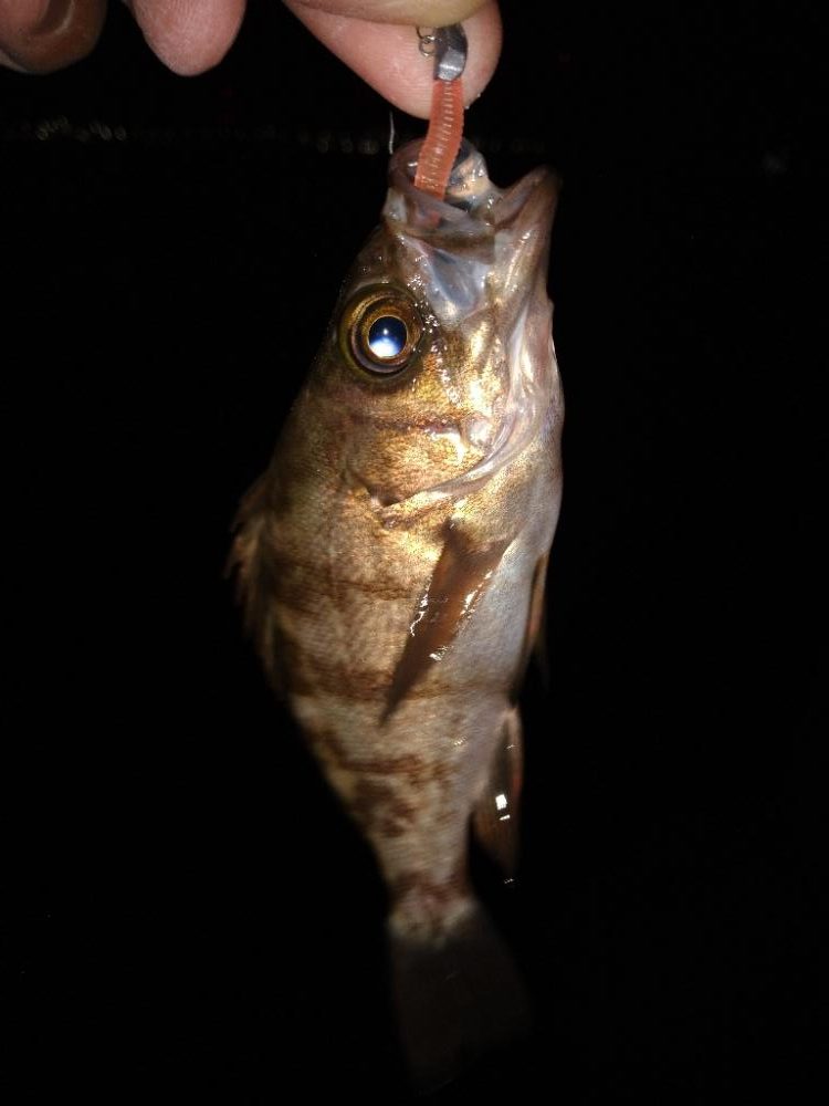 ちょい釣り20230503