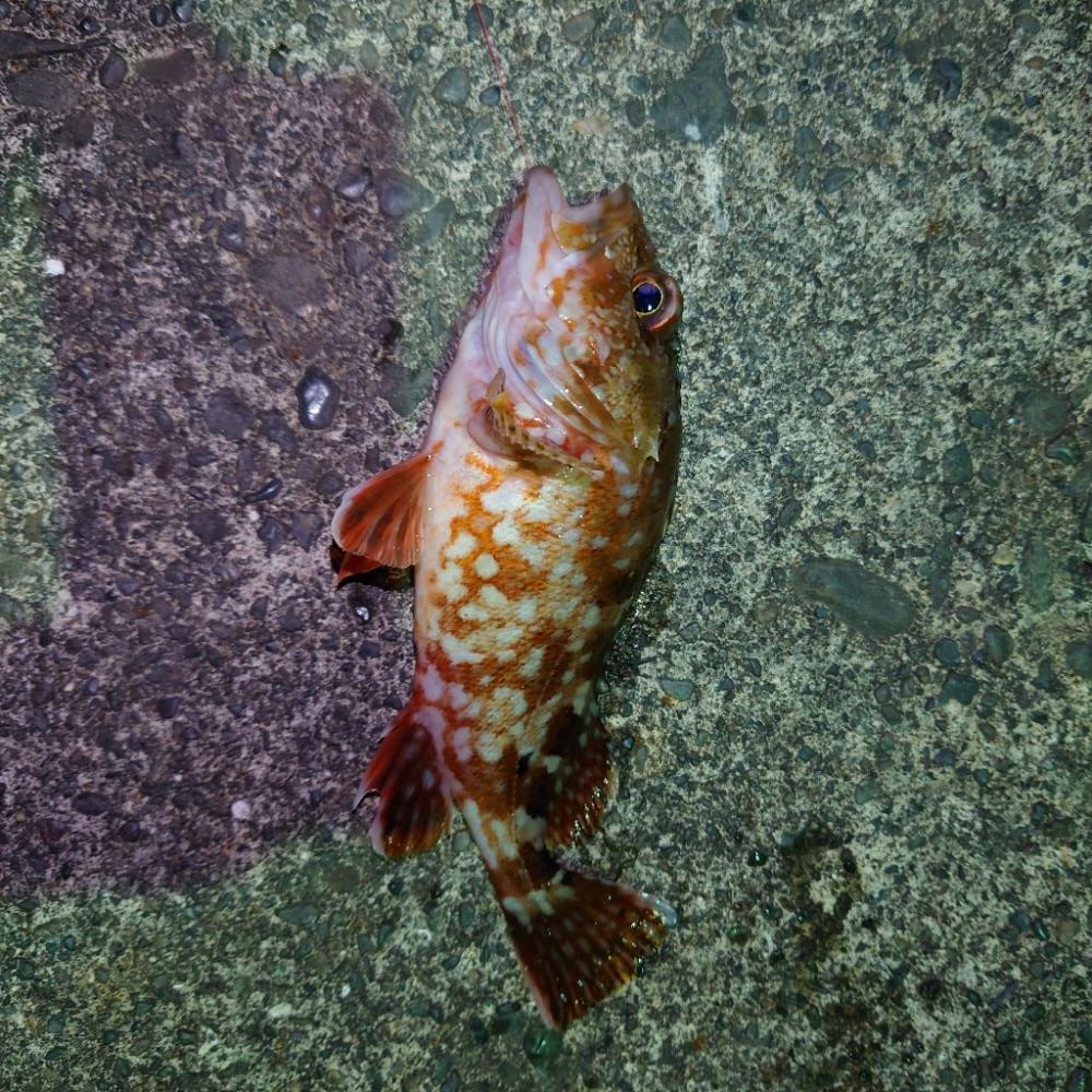 久々のエサ釣り