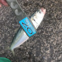 朝マズメのアジ釣り