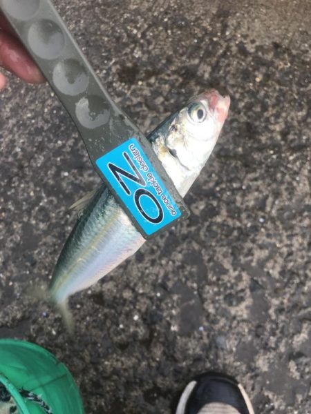 朝マズメのアジ釣り