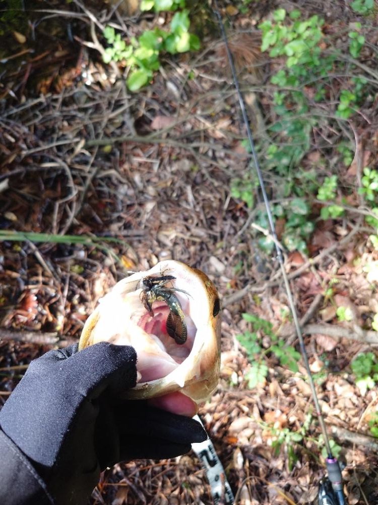 シャローにいました