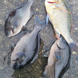 和歌山市江（吉丸渡船）で磯フカセ