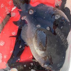 和歌山市江(吉丸渡船)でグレ釣り