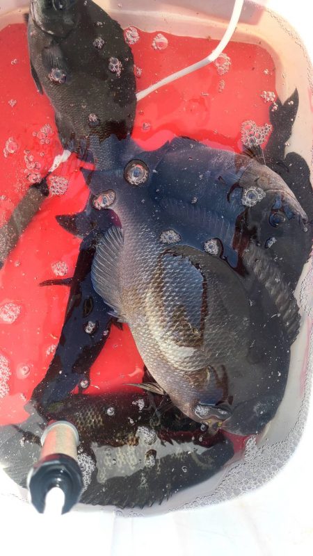 和歌山市江(吉丸渡船)でグレ釣り