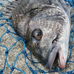 久しぶりのフカセ！