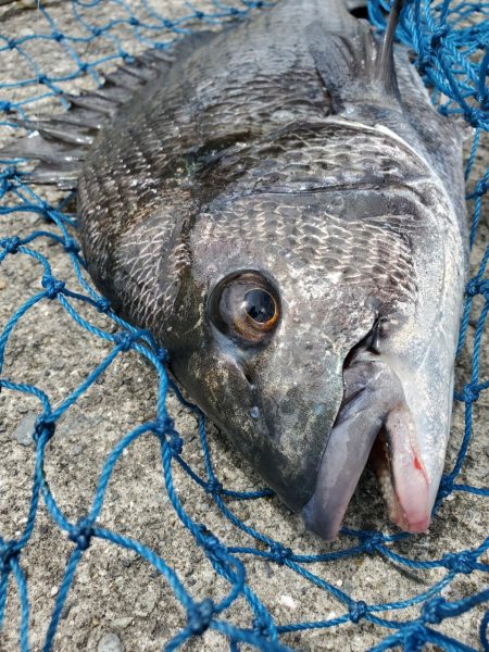 久しぶりのフカセ！