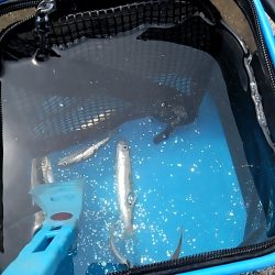 ハマチ、イワシ