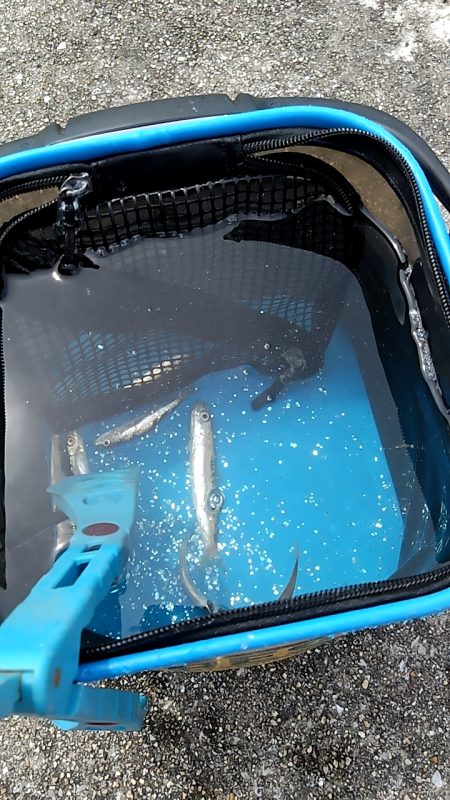 ハマチ、イワシ