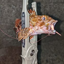 それでも釣りに行く…