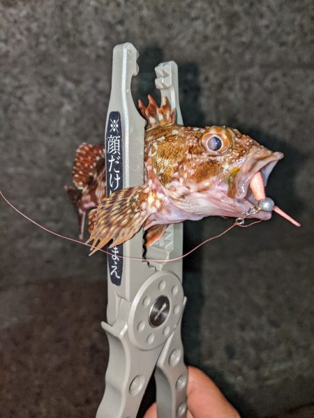 それでも釣りに行く…