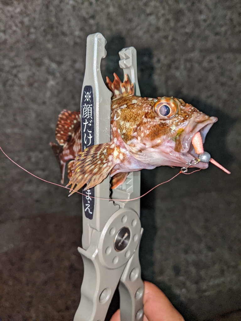 それでも釣りに行く…