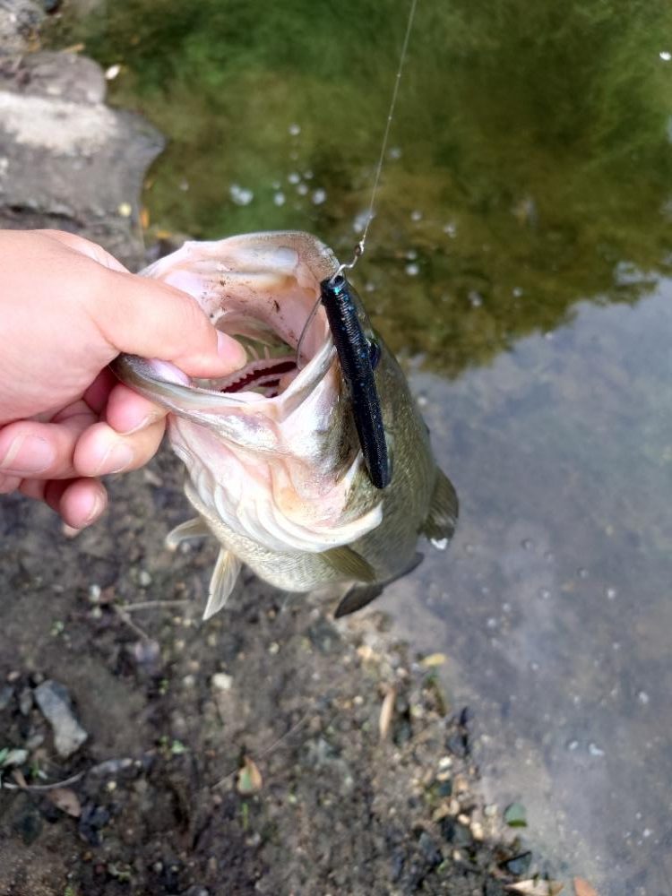 シャローゲーム