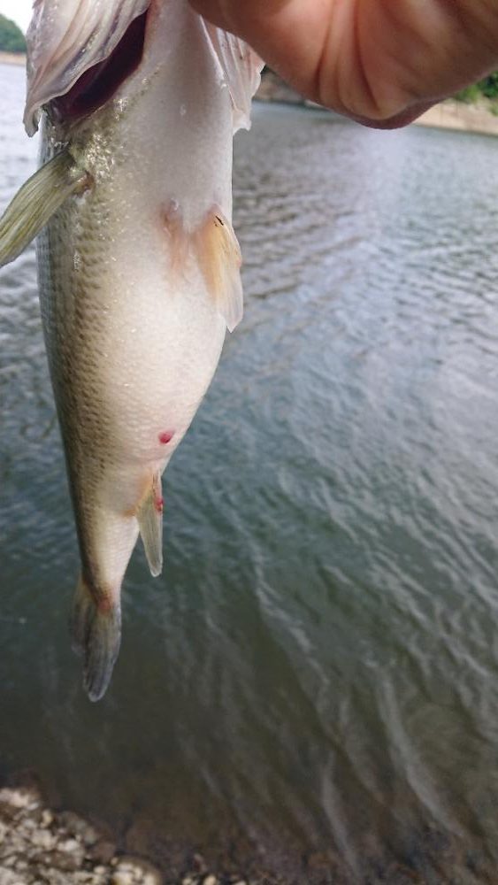 カバスキャで1本