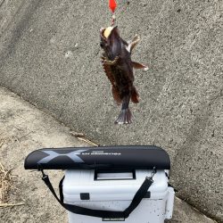 癒やしのガシラ