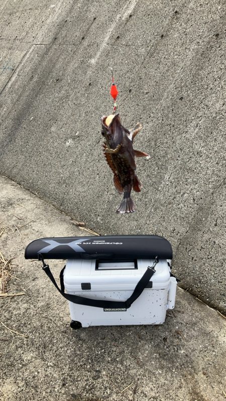 癒やしのガシラ