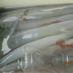 やりいか30～52杯