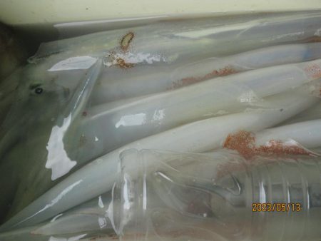 やりいか30～52杯