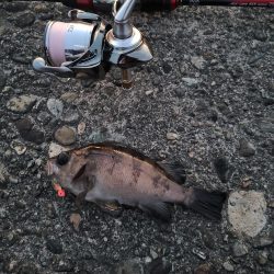 久しぶりのメバリング